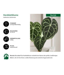 Herzblattblume - Anthurium Clarinervium -Gardena Store 8642019 WE IG 001 Herzblattblume