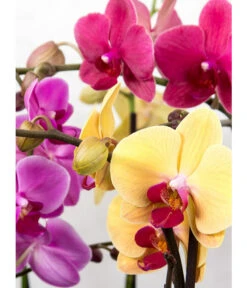 Schmetterlingsorchidee - Phalaenopsis Cultivars, Verschiedene Sorten -Gardena Store 8649964 PR DE 001 OrchideePhalaenopsisPixabay