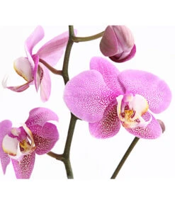 Schmetterlingsorchidee - Phalaenopsis Cultivars, Verschiedene Sorten -Gardena Store 8649964 WE DE 001 SchmetterlingsorchideePhalaenopsis1TrieberT12DehnerExpressHerzig