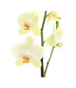 Schmetterlingsorchidee - Phalaenopsis Cultivars, Verschiedene Sorten -Gardena Store 8649964 WE DE 002 SchmetterlingsorchideePhalaenopsis1TrieberT12DehnerExpressHerzig