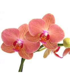 Schmetterlingsorchidee - Phalaenopsis Cultivars, Verschiedene Sorten -Gardena Store 8649964 WE DE 003 SchmetterlingsorchideePhalaenopsis1TrieberT12DehnerExpressHerzig