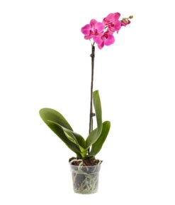 Schmetterlingsorchidee - Phalaenopsis Cultivars, Verschiedene Sorten -Gardena Store 8649964 WE FS 001 Phalaenopsis1TrieberPink