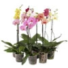Schmetterlingsorchidee - Phalaenopsis Cultivars, Verschiedene Sorten -Gardena Store 8649964 WE FS 002 PhalaenopsisMixT12SirschPhotoshop