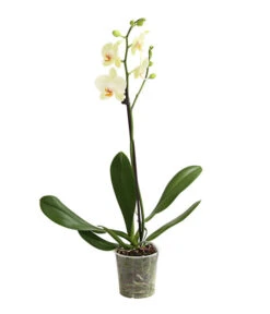 Schmetterlingsorchidee - Phalaenopsis Cultivars, Verschiedene Sorten -Gardena Store 8649964 WE FS 002 SchmetterlingsorchideePhalaenopsis1TrieberT12DehnerExpressHerzig