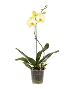Schmetterlingsorchidee - Phalaenopsis Cultivars, Verschiedene Sorten -Gardena Store 8649964 WE FS 003 SchmetterlingsorchideePhalaenopsisMix