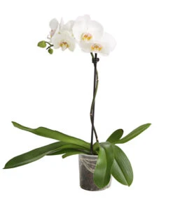 Schmetterlingsorchidee - Phalaenopsis Cultivars, Verschiedene Sorten -Gardena Store 8649964 WE FS 004 SchmetterlingsorchideePhalaenopsis1TrieberT12DehnerExpressHerzig
