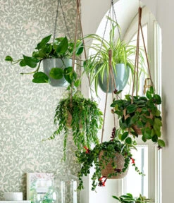 Schamblume - Aeschynanthus Japhrolepis -Gardena Store 8650376 WE MO 001 Ampelpflanzen