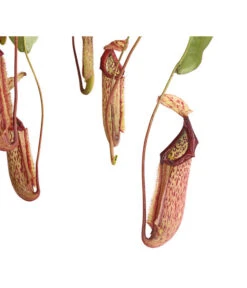 Kannenpflanze - Nepenthes Alata, Ampel Groß -Gardena Store 8654162 WE DE 001 NepenthesAmpelGrossDehnerExpressHerzig
