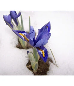 Netzblatt-Iris 'Harmony' -Gardena Store 8662256 BlaueIrisPixabay