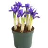Netzblatt-Iris 'Harmony' -Gardena Store 8662256 WE FS 001 IrisReticulataT9DehnerExpressHerzig