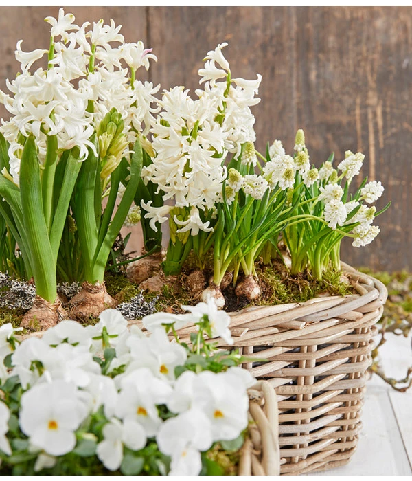 Traubenhyazinthe 'White Magic' 5 Traubenhyazinthe 'White Magic' – Bild 3