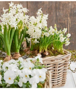 Hyazinthe, 3 Zwiebeln 7 Hyazinthe, 3 Zwiebeln -Gardena Store 8662686 8247520 8662009 8662041 PR MO 001 Allerheiligen0173