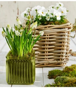 Traubenhyazinthe 'White Magic' 8 Traubenhyazinthe 'White Magic' -Gardena Store 8662686 8808545 8808099 PR MO 001 Allerheiligen0215