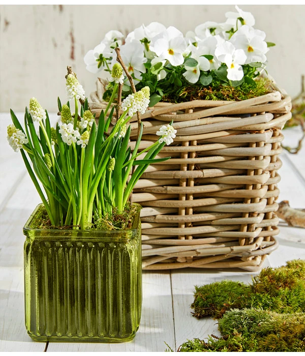 Traubenhyazinthe 'White Magic' 4 Traubenhyazinthe 'White Magic' – Bild 2