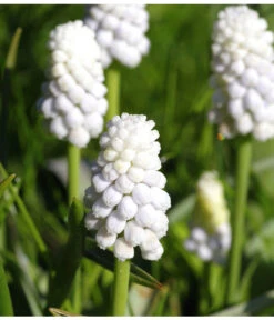 Traubenhyazinthe 'White Magic' 10 Traubenhyazinthe 'White Magic' -Gardena Store 8662686 PR MO 001 TraubenhyazintheWhiteMagicPixabay