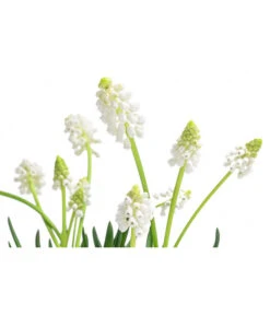 Traubenhyazinthe 'White Magic' 11 Traubenhyazinthe 'White Magic' -Gardena Store 8662686 WE DE 001 MuscariAucheriWhiteMagicTraubenhyazintheT9cm