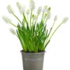 Traubenhyazinthe 'White Magic' -Gardena Store 8662686 WE FS 001 MuscariAucheriWhiteMagicTraubenhyazintheT9cm