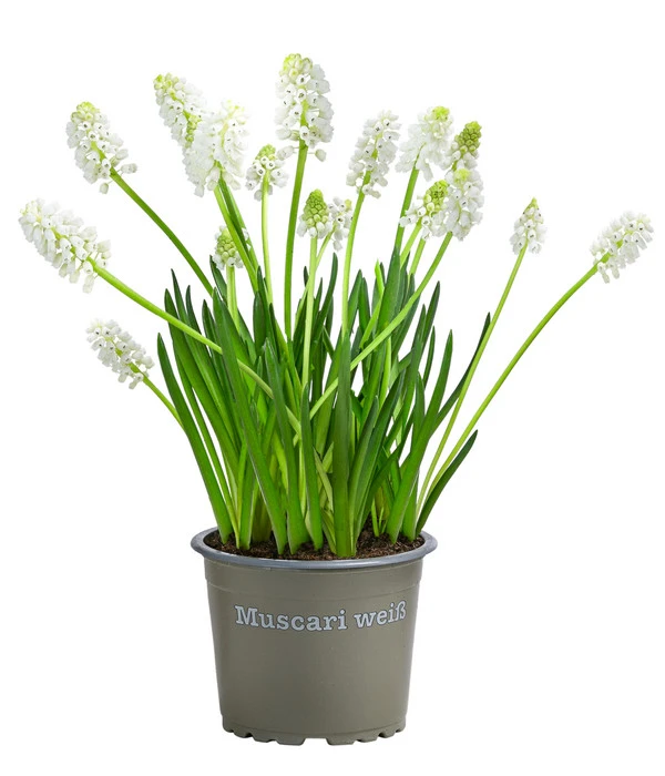 Traubenhyazinthe 'White Magic' 3 Traubenhyazinthe 'White Magic'