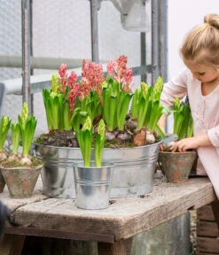 Hyazinthe, 3 Zwiebeln 8 Hyazinthe, 3 Zwiebeln -Gardena Store 8668121 WE MO 001 Hyazinthen