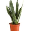 Bogenhanf - Sansevieria Zeylanica -Gardena Store 8670523 PR FS 001 SansevierieSansevieriaZylanicaT12DehnerExpressHerzig