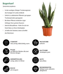 Bogenhanf - Sansevieria Zeylanica -Gardena Store 8670523 WE IG 001 SansevierieSansevieriaZylanicaT12DehnerExpressHerzig