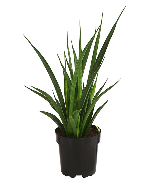 Bogenhanf - Sansevieria 'Friends' 3 Bogenhanf - Sansevieria 'Friends'