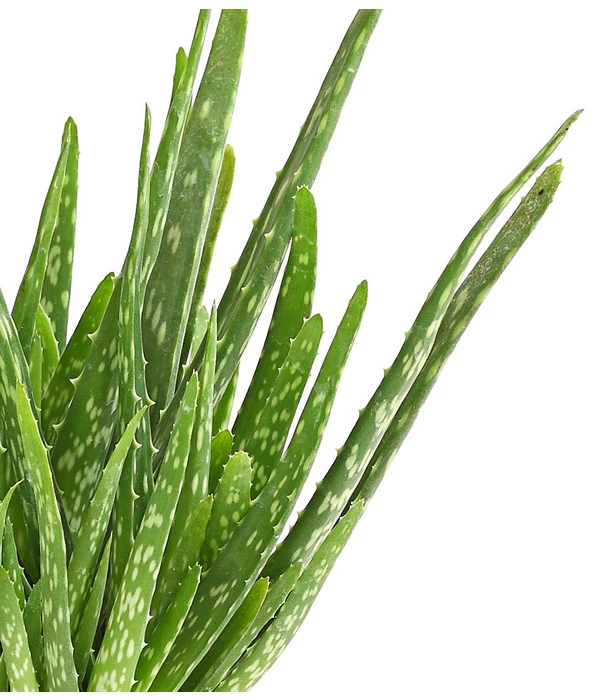Echte Aloe - Aloe Vera 4 Echte Aloe - Aloe Vera – Bild 2
