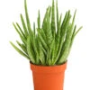 Echte Aloe - Aloe Vera 1 Echte Aloe - Aloe Vera -Gardena Store 8671067 WE FS 001 AloeVeraTuffT12DehnerExpressHerzig