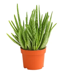 Echte Aloe - Aloe Vera