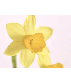 Zwiebelpflanzen-Trio Frühlingsstimmung -Gardena Store 8686636 PR DE 001 Zwiebel4erMixT9DehnerExpressZS