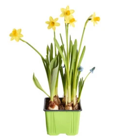 Zwiebelpflanzen-Trio Frühlingsstimmung -Gardena Store 8686636 PR FS 001 Zwiebel4erMixT9DehnerExpressZS