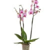 Schmetterlingsorchidee - Phalaenopsis Cultivars -Gardena Store 8687071 PR FS 001 Phalaenopsis3TrieberRosaSchmetterlingsorchideeT15Sauer