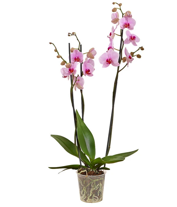 Schmetterlingsorchidee - Phalaenopsis Cultivars 3 Schmetterlingsorchidee - Phalaenopsis Cultivars
