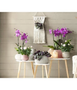 Schmetterlingsorchidee - Phalaenopsis Cultivars 9 Schmetterlingsorchidee - Phalaenopsis Cultivars -Gardena Store 8687071 WE MO 001 Phalaenopsis3TrieberRosaT12GC062021