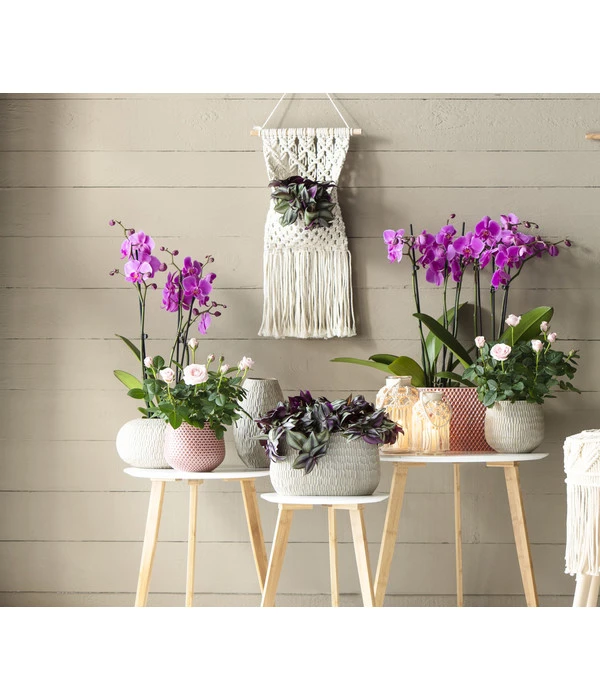 Schmetterlingsorchidee - Phalaenopsis Cultivars 4 Schmetterlingsorchidee - Phalaenopsis Cultivars – Bild 2