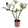 Frangipani - Plumeria Alba -Gardena Store 8691180 WE FS 001 PlumeriaT18MixOstroFrangipani
