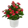 Christusdorn - Euphorbia Milii -Gardena Store 8696361 WE FS 001 EuphorbiaMiliiBuschRotChristusdornDehnerExpressHerzig