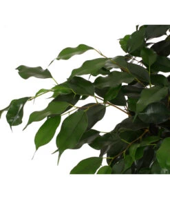 Birkenfeige - Ficus Benjamini 'Danielle' -Gardena Store 8704348 PR DE 001 FicusDanielleReginaT27DehnerExpressHerzig