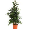 Birkenfeige - Ficus Benjamini 'Danielle' 1 Birkenfeige - Ficus Benjamini 'Danielle' -Gardena Store 8704348 PR FS 001 FicusDanielleReginaT27DehnerExpressHerzig