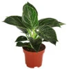 Baumfreund - Philodendron 'White Wave' -Gardena Store 8713406 PR FS 001 PhilodendronWhiteWaveT12 DehnerExpressHerzig