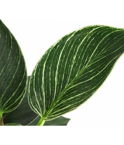 Baumfreund - Philodendron 'White Wave' -Gardena Store 8713406 WE DE 002 PhilodendronWhiteWaveT12