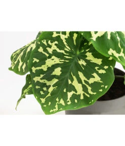 Pfeilblatt - Alocasia Esculenta 'Hilo Beauty' 5 Pfeilblatt - Alocasia Esculenta 'Hilo Beauty' -Gardena Store 8720211 WE DE 001 AlocasiaHilobeautyT13
