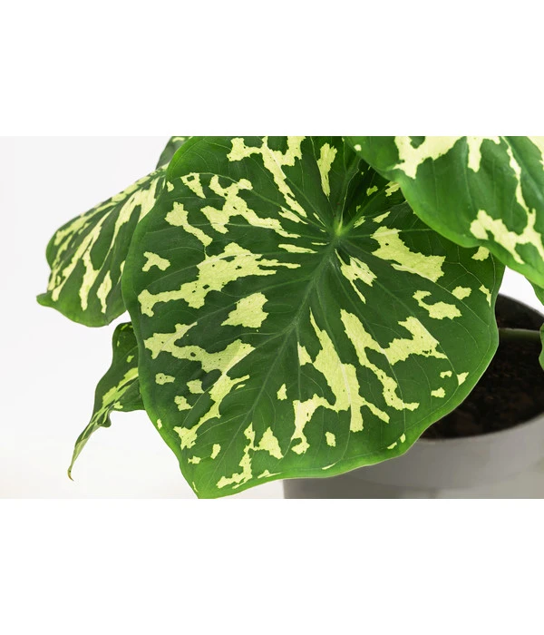 Pfeilblatt - Alocasia Esculenta 'Hilo Beauty' 4 Pfeilblatt - Alocasia Esculenta 'Hilo Beauty' – Bild 2