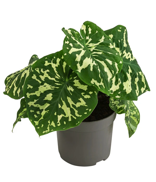 Pfeilblatt - Alocasia Esculenta 'Hilo Beauty' 3 Pfeilblatt - Alocasia Esculenta 'Hilo Beauty'