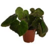 Blattbegonie - Begonia Masoniana 'Jungle' 1 Blattbegonie - Begonia Masoniana 'Jungle' -Gardena Store 8720542 WE FS BegoniaMasonianaJungleT15