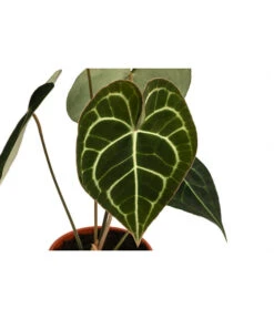 Herzblattblume - Anthurium Clarinervium -Gardena Store 8722985 WE DE 001 HerzblattblumeAnthuriumClarinerviumT12