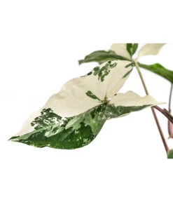 Purpurtute - Syngonium Podophyllum 'Albo Variegata', Panaschiert 9 Purpurtute - Syngonium Podophyllum 'Albo Variegata', Panaschiert -Gardena Store 8723694 WE DE 001 PurpurtuteAlboVariegatumT14