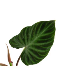 Baumfreund - Philodendron Verrucosum 9 Baumfreund - Philodendron Verrucosum -Gardena Store 8731416 WE DE 001 PhilodendronVerrucosumT12