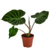 Baumfreund - Philodendron Verrucosum 2 Baumfreund - Philodendron Verrucosum -Gardena Store 8731416 WE FS 001 PhilodendronVerrucosumT12