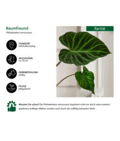 Baumfreund - Philodendron Verrucosum 8 Baumfreund - Philodendron Verrucosum -Gardena Store 8731416 WE IG 001 PhilodendronVerrucosum